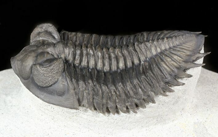 Bug-Eyed Coltraneia Trilobite - Flying Preparation #46273